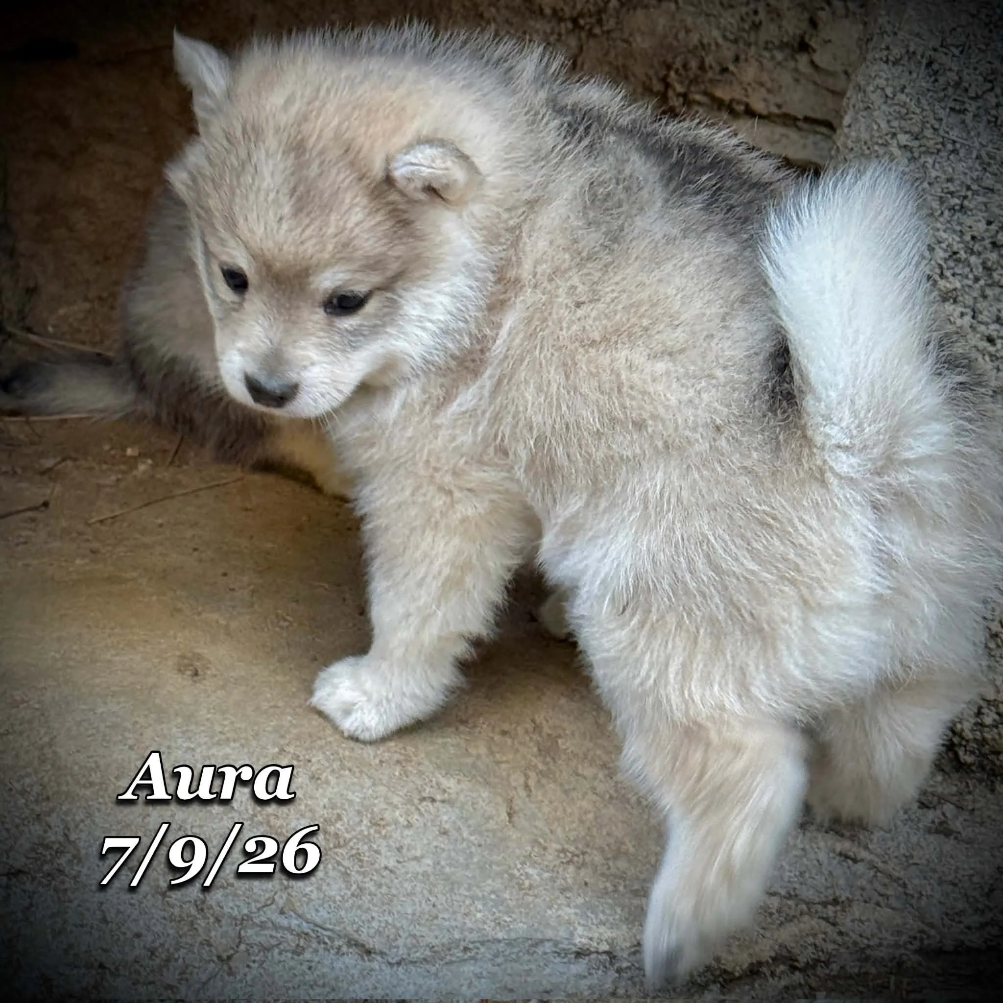 07-09 aura 1be6f33b-2cf7-45ee-9b54-5c687c91c604.jfif