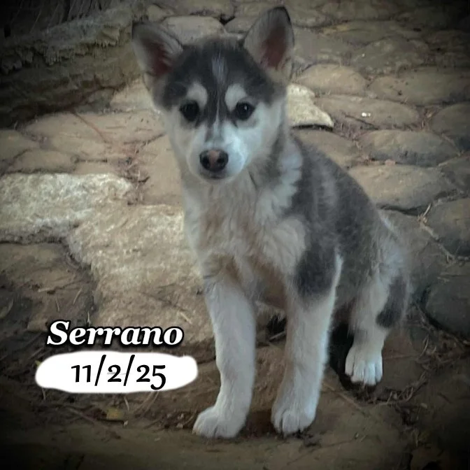 11-02 serrano 5e898215-e000-469b-a86d-2a799c25dd4b.jfif