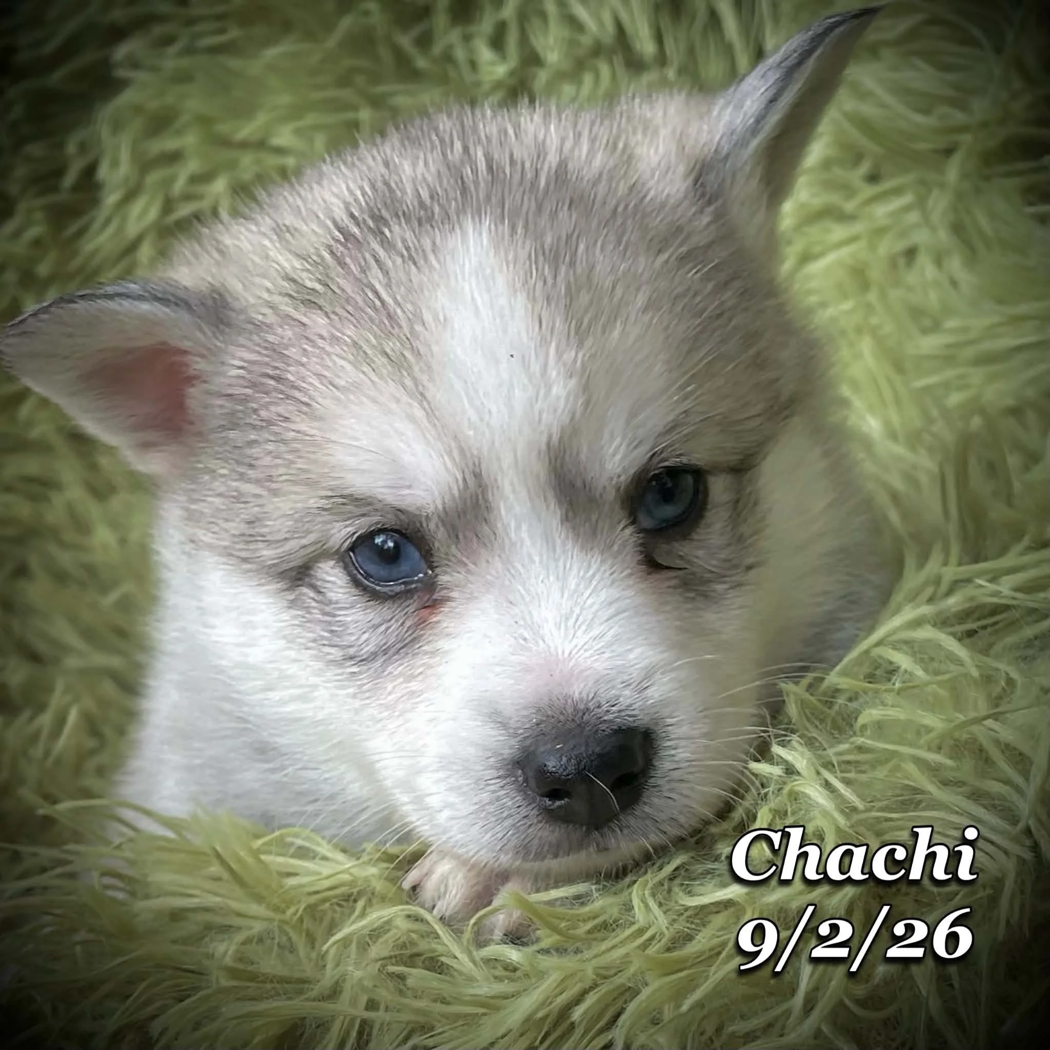 09-02 chachi f0113d55-4e6f-4fb2-9121-ba88ce7e6275.jfif