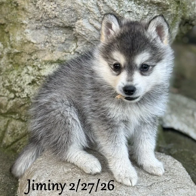 02-27 j jiminy 71c0254f-bbf4-4cf8-ae5a-30eb7e68f9e9.jfif