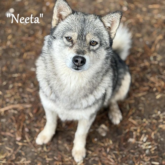 000 -neeta b0103c58-c38d-4b26-b76b-80957e4816ce.jfif