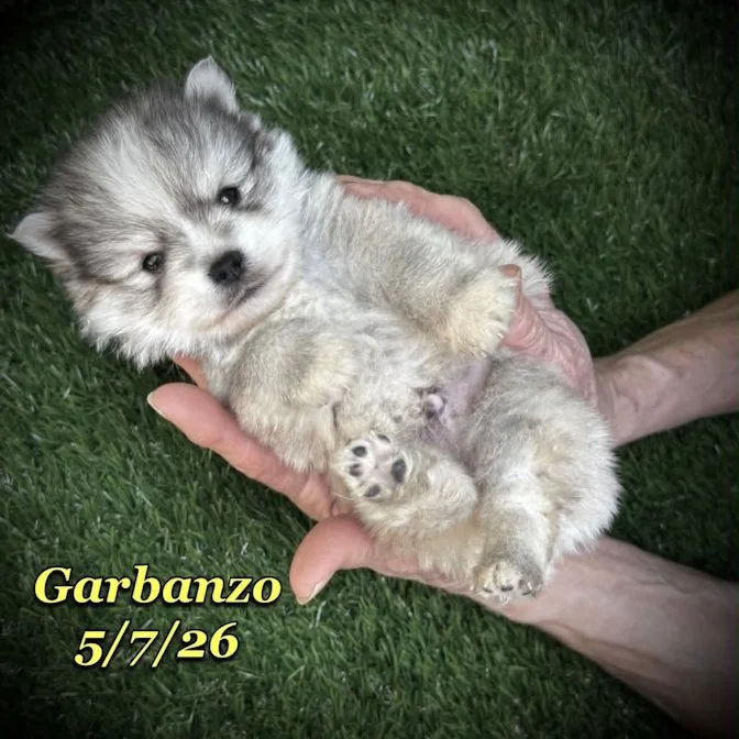05-07 j garbanzo c9ab3182-5761-4e13-8157-9f2e79b62f20.jfif