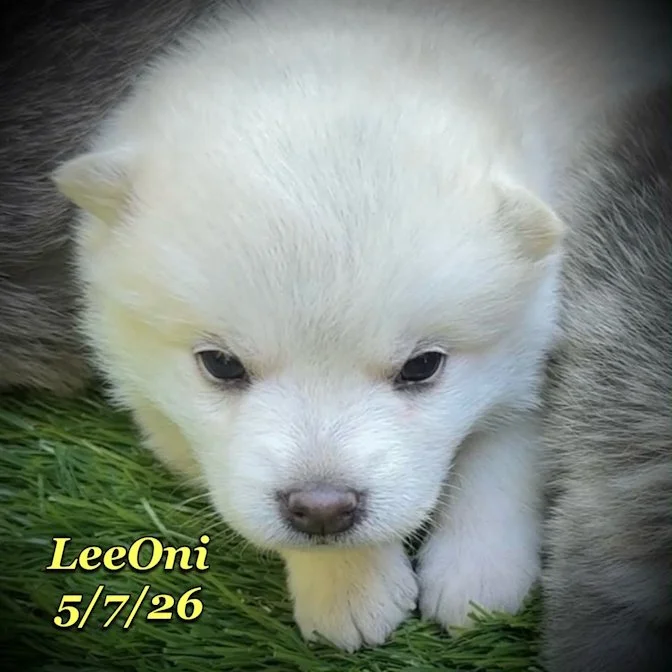05-07 z leeoni 5973d908-da30-43d3-8e35-0888a14d83eb.jfif