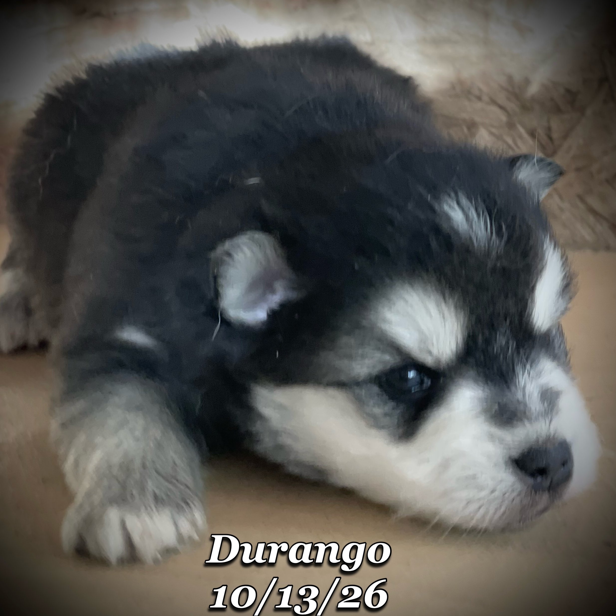 10-13 jd durango phonto 30.JPG