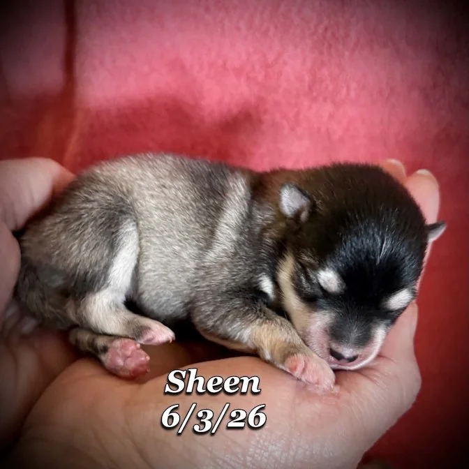06-03 n sheen 46cf1f5f-c05d-41e1-8521-2c03901bd7cc.jpg