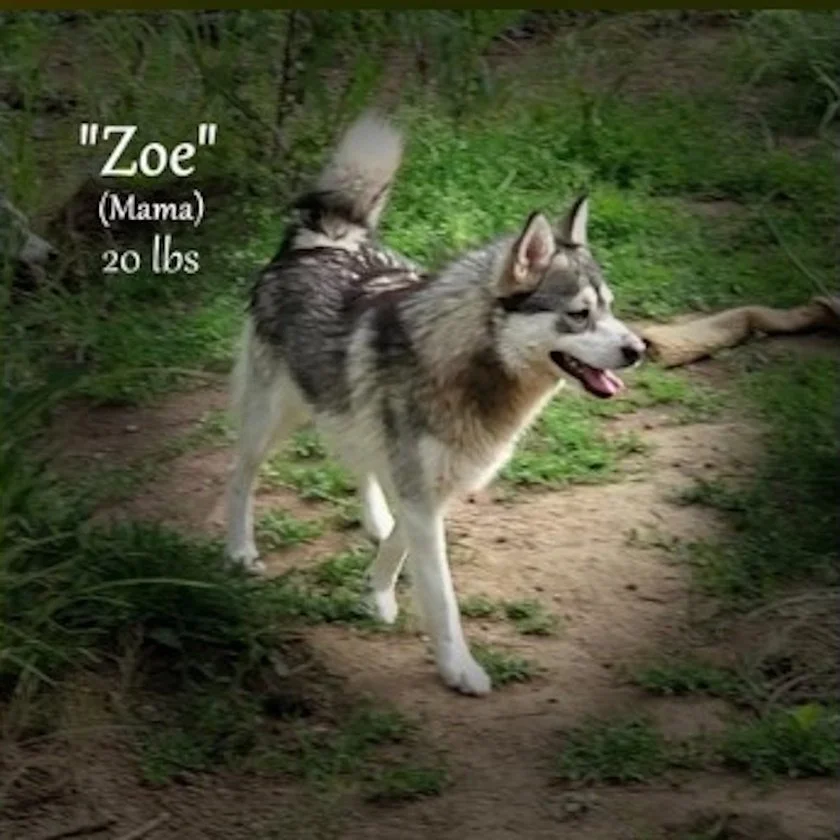 0-zoe 04 Screenshot 2024-08-24 095135.jpg