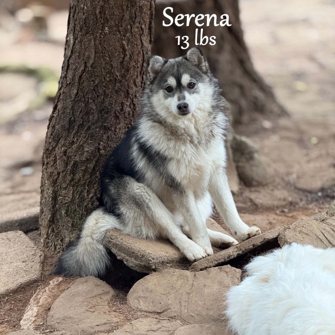 000 - Serena 8a901b9f-25ef-4a6a-83b1-367bb38172fb.jpg