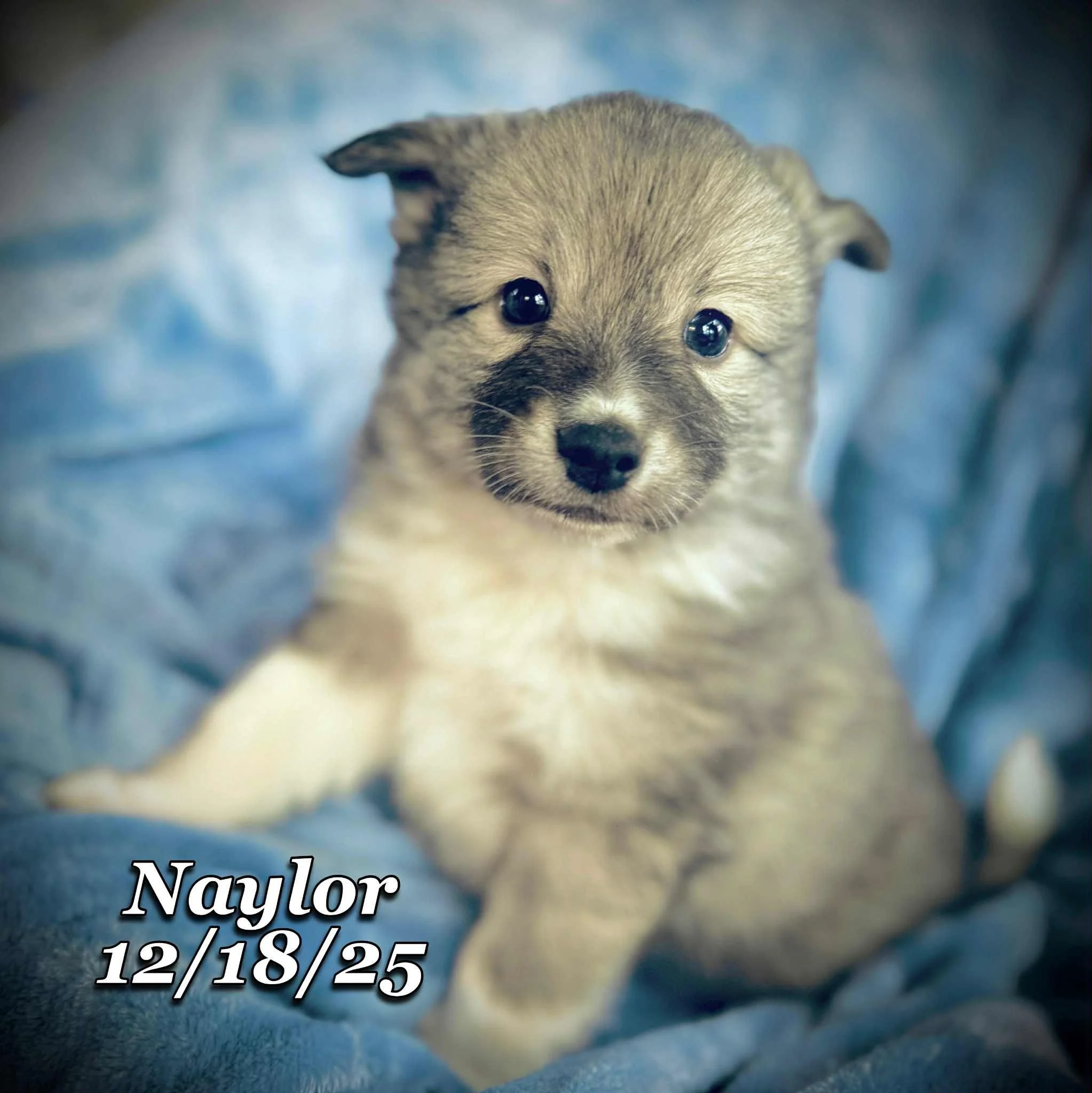 12-18 naylor ce012736-21ee-426f-b2f6-76424b44ab46.jfif