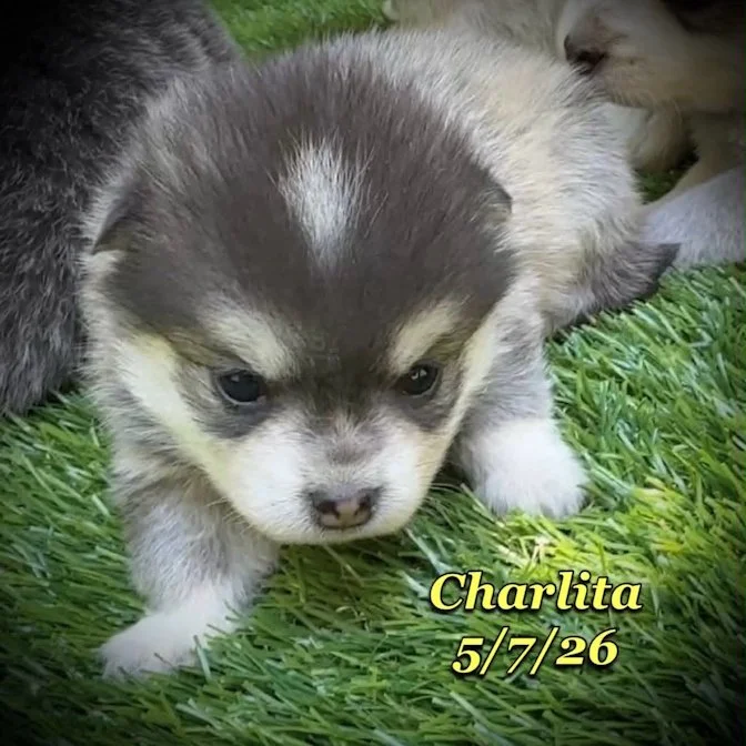 05-07 z charlita 174b38a9-a221-4d2c-851a-dabb69e43606.jfif