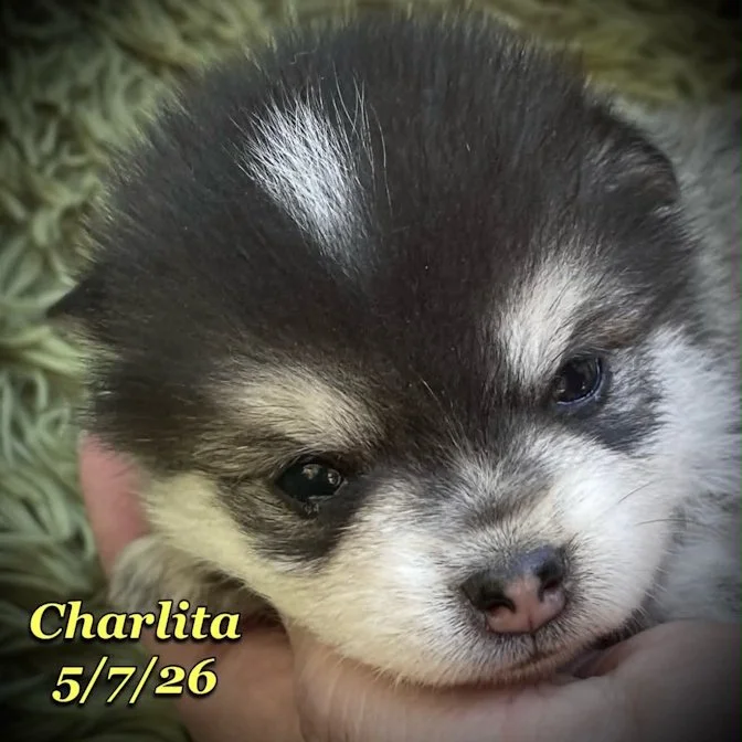 05-07 z charlita 434c4e0f-a518-4ecb-8642-b028be625325.jfif