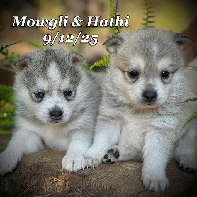 09-11 mowgli hathi d57cd34a-e9e2-48f7-9dfc-88824d63b686.gif