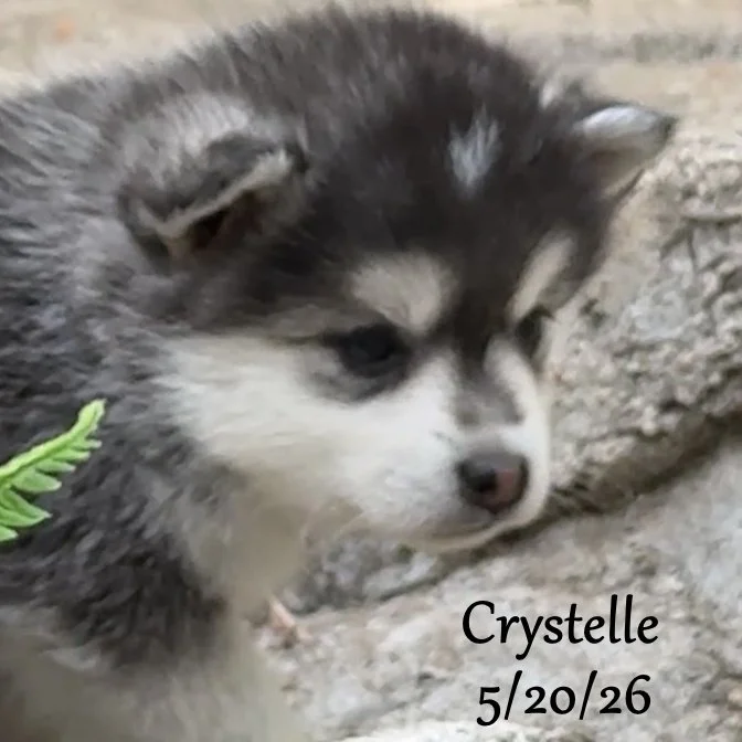 05-20 z crystelle 21f21e43-70c5-4470-88a5-e7cca6540542.jfif