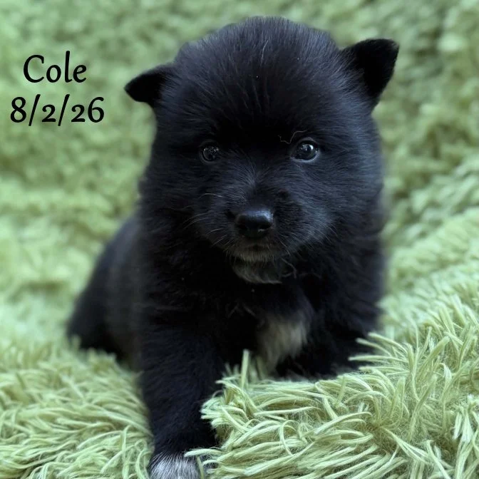 08-02 cole c48c5817-c26f-42ae-a765-624bdf01ff17.jfif