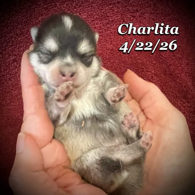 04-22 z charlita a170e76e-5e02-48f7-8142-2757d2a1c4ac.jfif