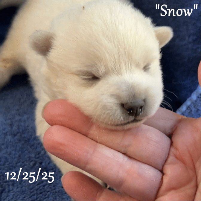 12-25 a snow dc23ee51-5ff1-41cd-907f-9fad2bee5f97.gif