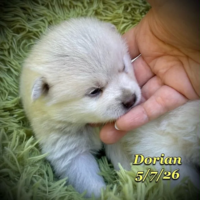 05-07 z dorian 67210f02-0457-4cff-8b74-787152c83789.jfif