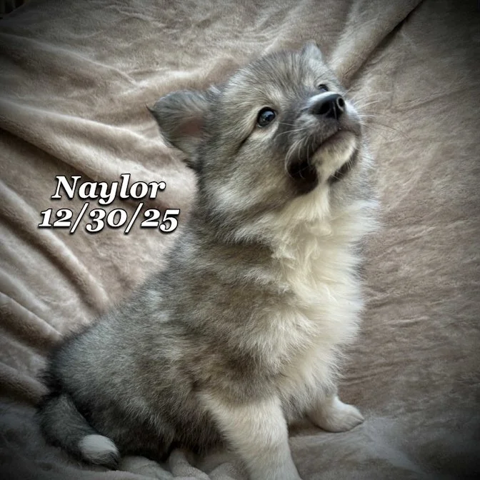 12-30 naylor 52cd67d0-e568-480d-b226-601943d28541.jfif