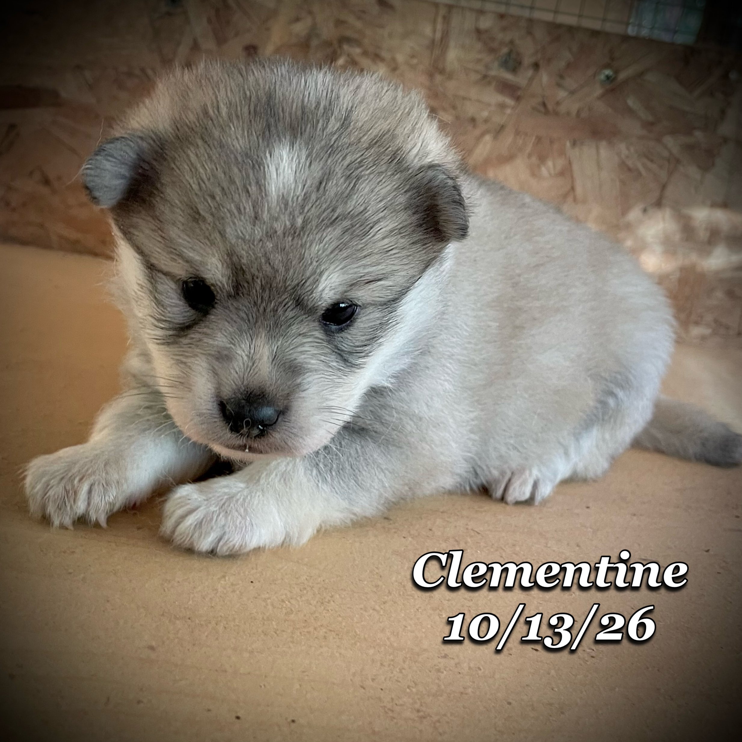 10-13 jd clementine phonto 17.JPG