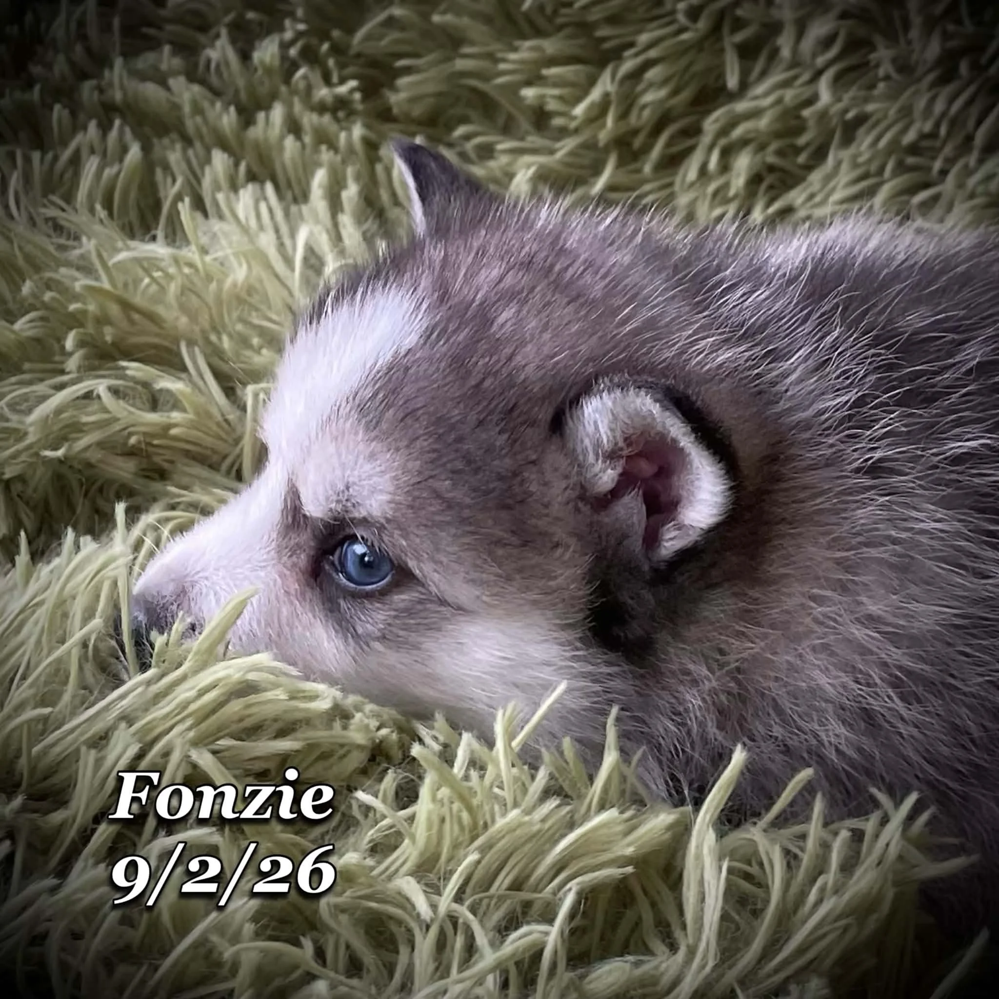09-02 fonzie edea1143-c81c-4838-99ce-966021d8148e.jfif