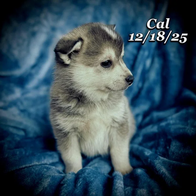 12-18 cal a992b779-229f-46cb-ac70-27b1f3ec20c7.jfif