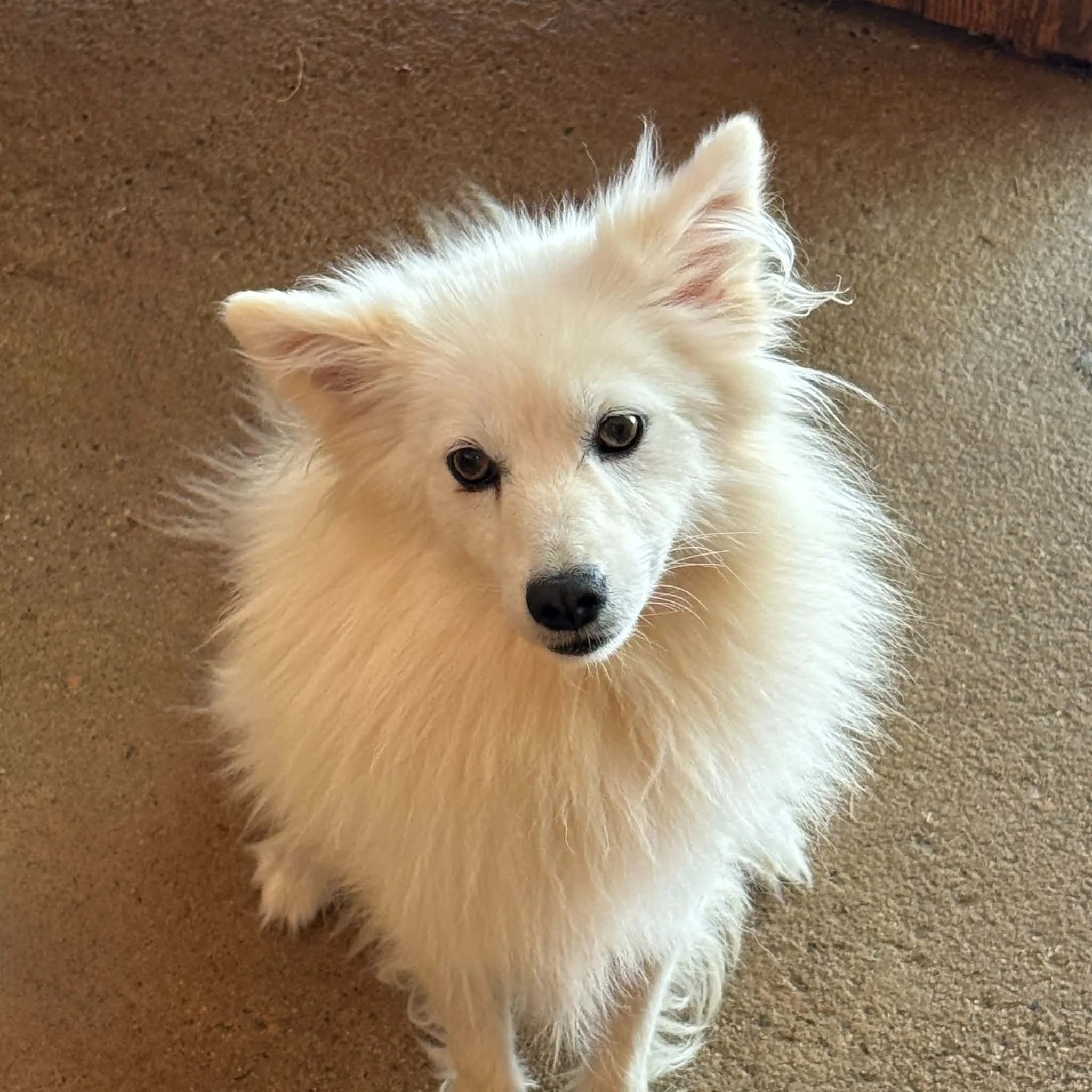 09-11 daisy eba2736d-2aaa-43ac-a85b-b424f3eb9874.jfif