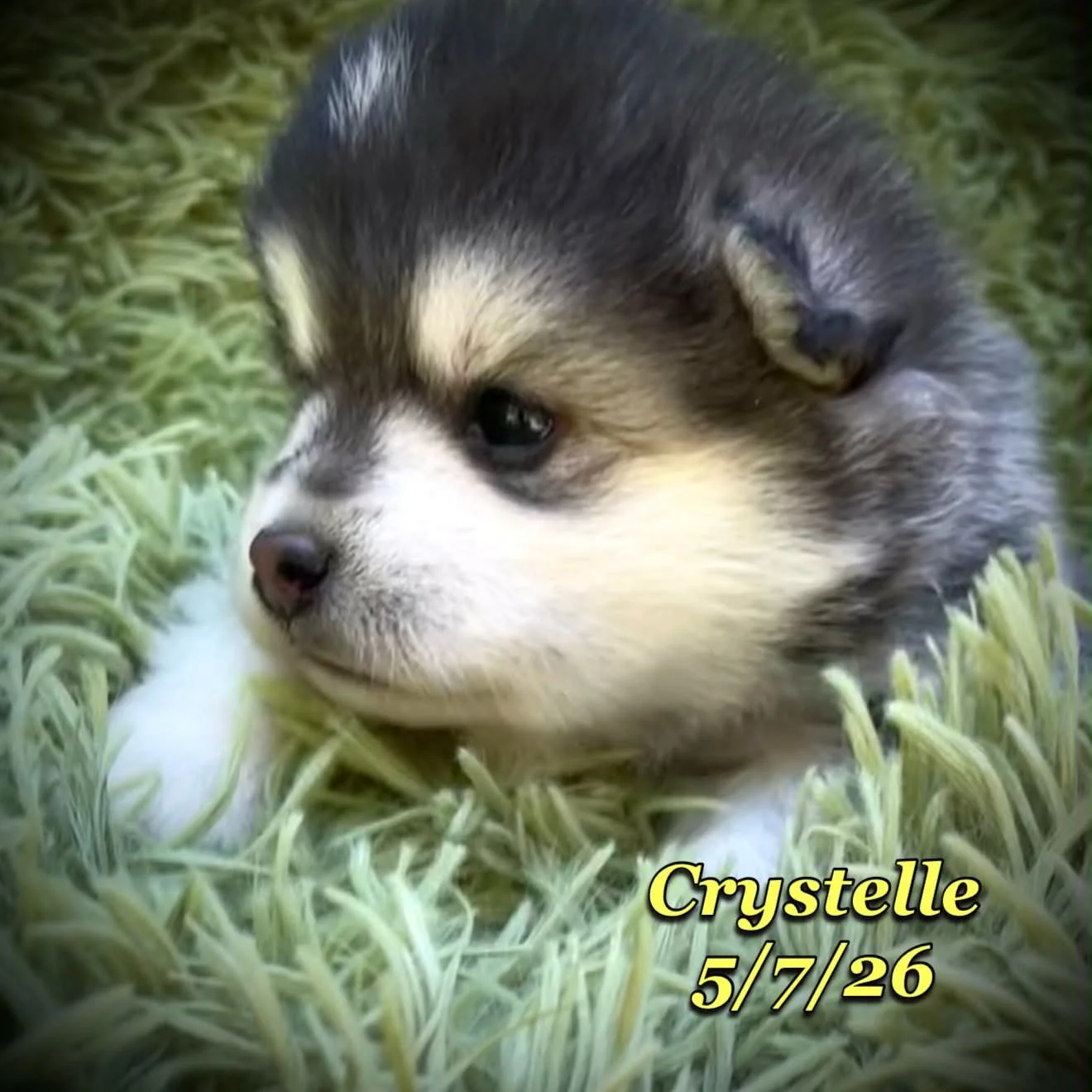 05-07 z crystelle 5d28f993-d788-48f0-b625-26e941e13229.jfif