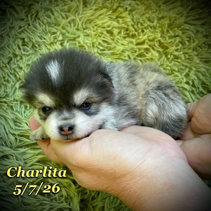 05-07 z charlita 4d8d7f8f-7961-4997-9809-bcada3abc423.jfif