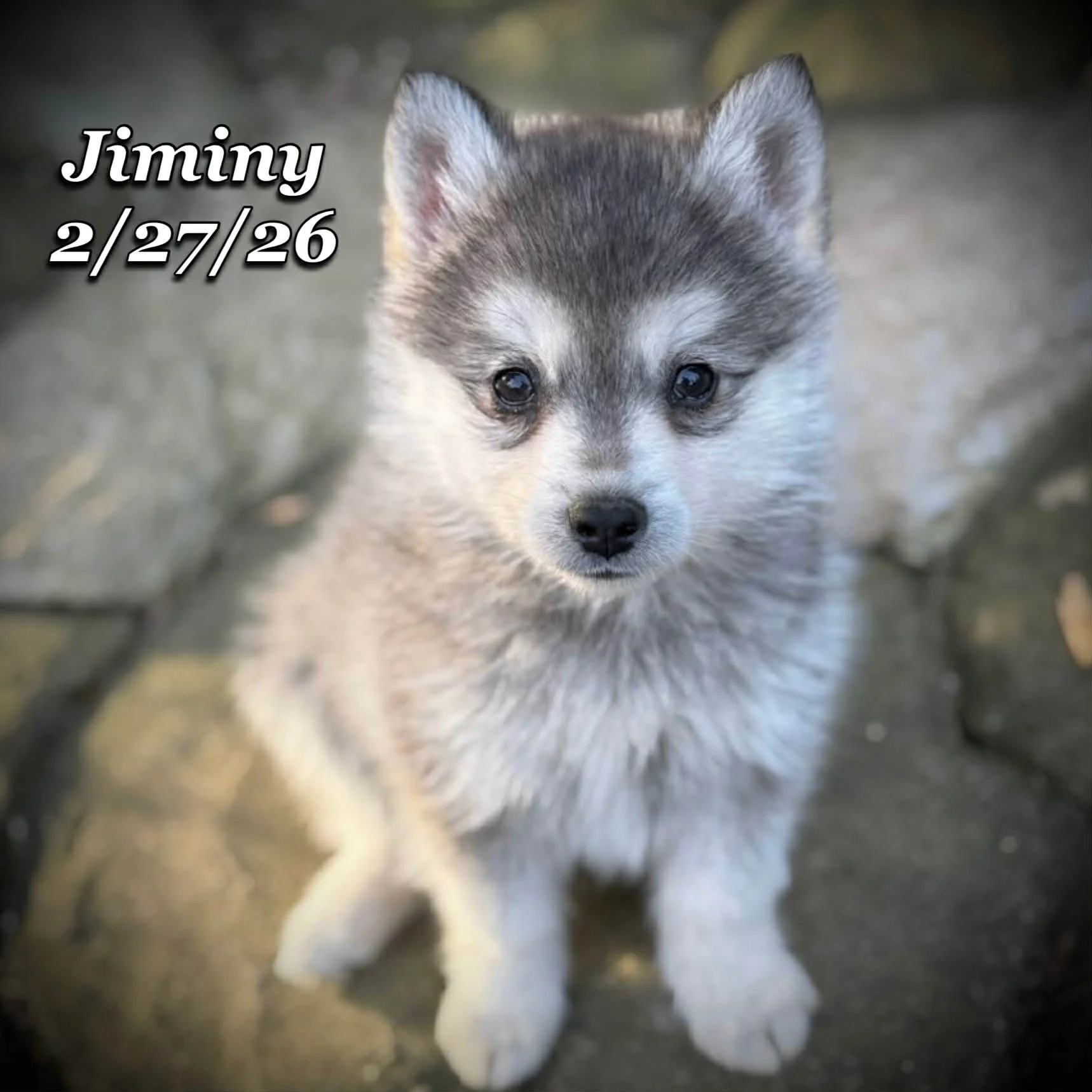 02-27 j jiminy d7bbfdf8-b0d6-44a8-aa14-d29badb39ca6.jfif