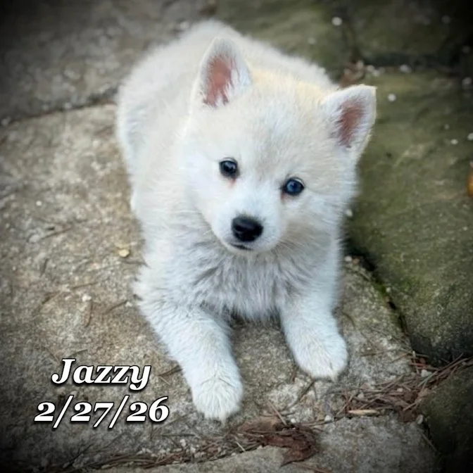 02-27 j jazzy baf0b2a4-be8f-48e1-ac24-b2f834b067b6.jfif