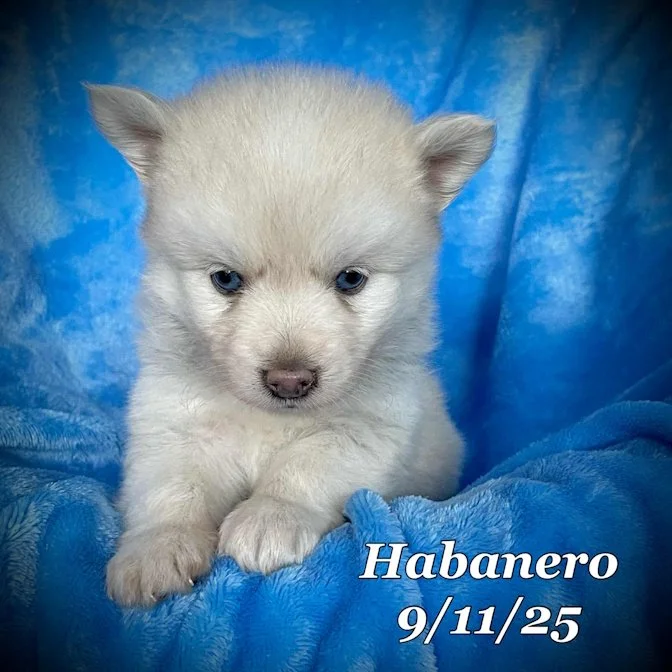 09-11 habanero ce48596a-dfd0-4b71-b34c-9f1aca43df0d.jpg