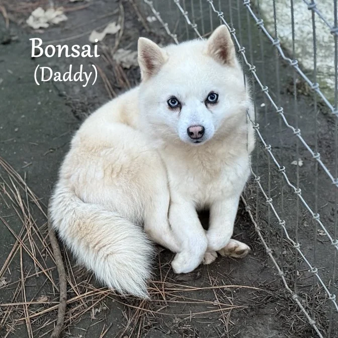 000 - bonsai 54855ab1-49f6-4185-8c55-29049fdf09bb.jpg