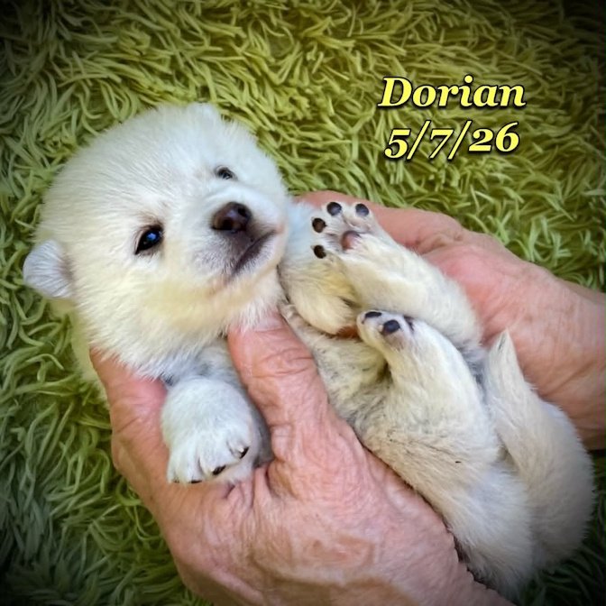 05-07 z dorian 4be073cc-e897-404b-825f-96fa1502d027.jfif