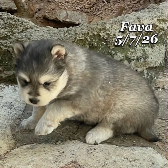 05-07 j fava 711c8868-0fe8-4055-9307-68561f5d022b.jfif