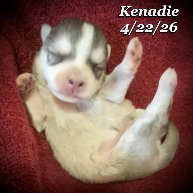 04-22 z kenadie 77319a11-c10a-4278-84e3-0b34cf9c81fd.jfif