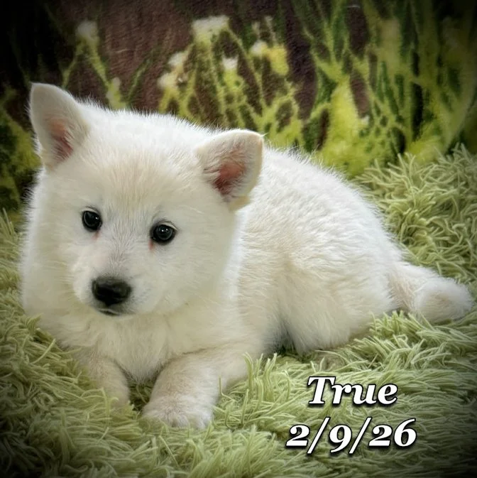 02-09 true fc4f5107-0522-462a-990d-b967360e547f.jfif