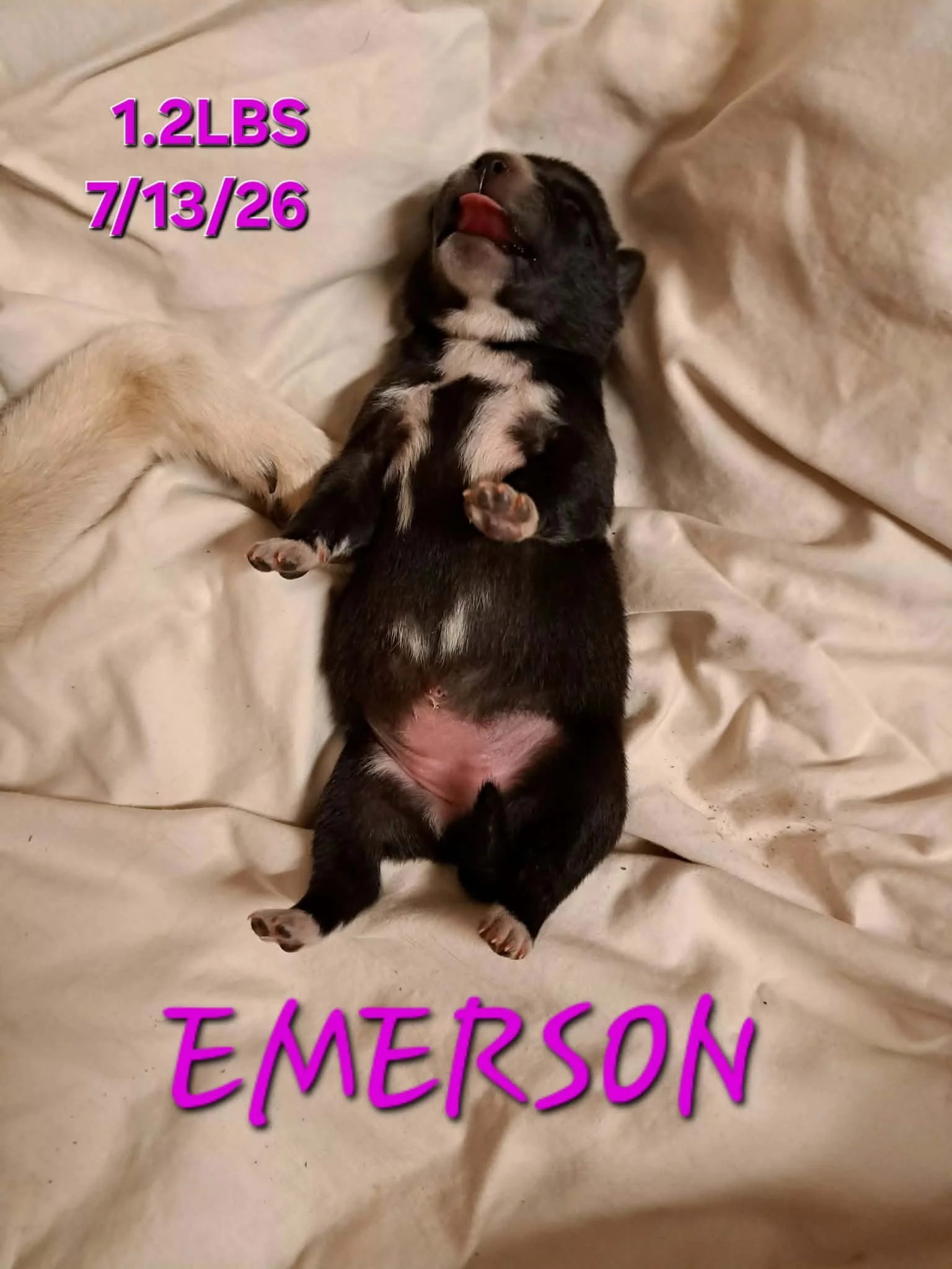 07-13 i emerson 60853371-131f-4b33-a1f3-64d1dbe78936.jfif