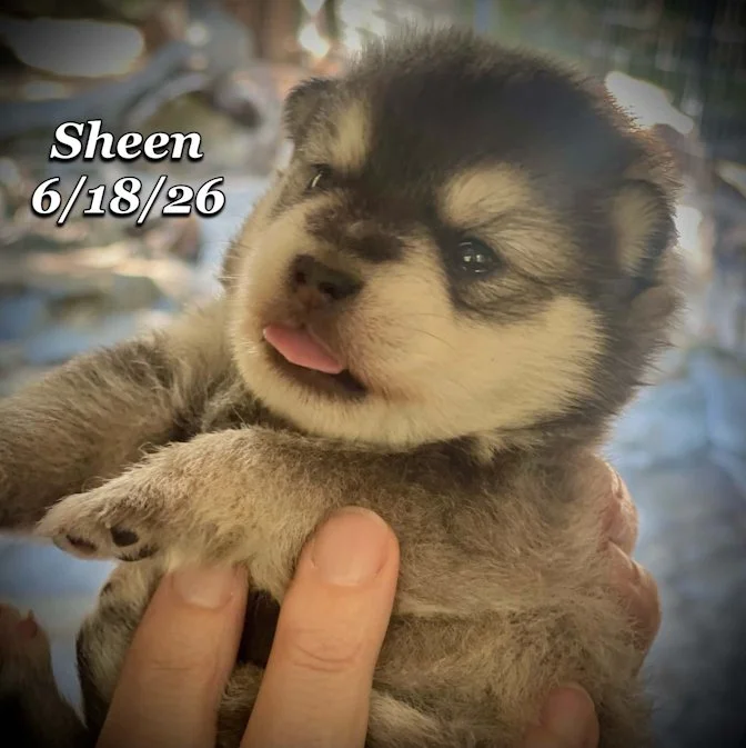 06-18 n sheen 6df20bd1-fb72-4088-824a-88a5527ef46d.jpg