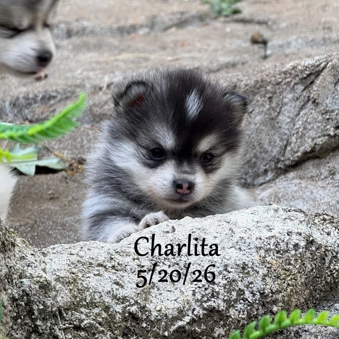 05-20 z charlita ee68728f-c0d4-4fa8-9602-d9827dd93e3b.jfif