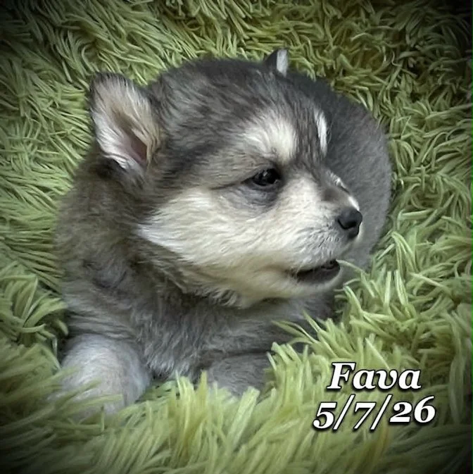05-07 j fava 016daff0-60cb-428b-b5f1-045f3fb1dee9.jfif