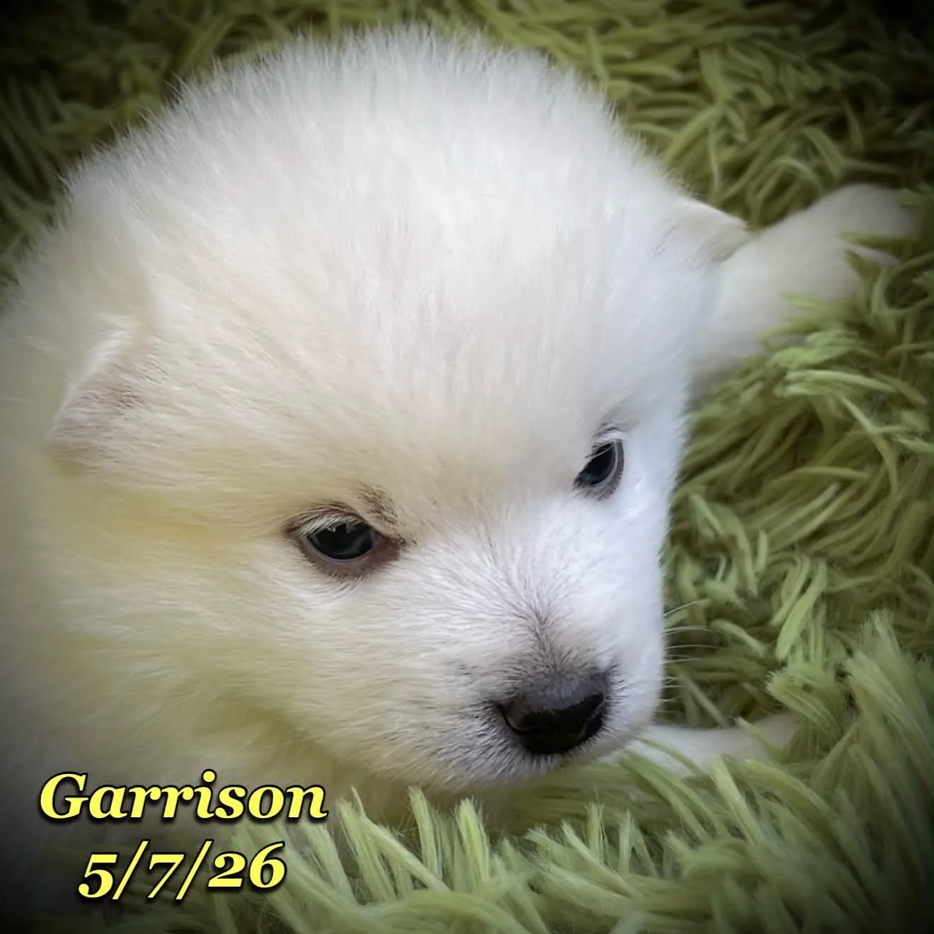 05-07 z garrison 93788624-1bac-4f6d-8c66-0dfa2763bf59.jfif