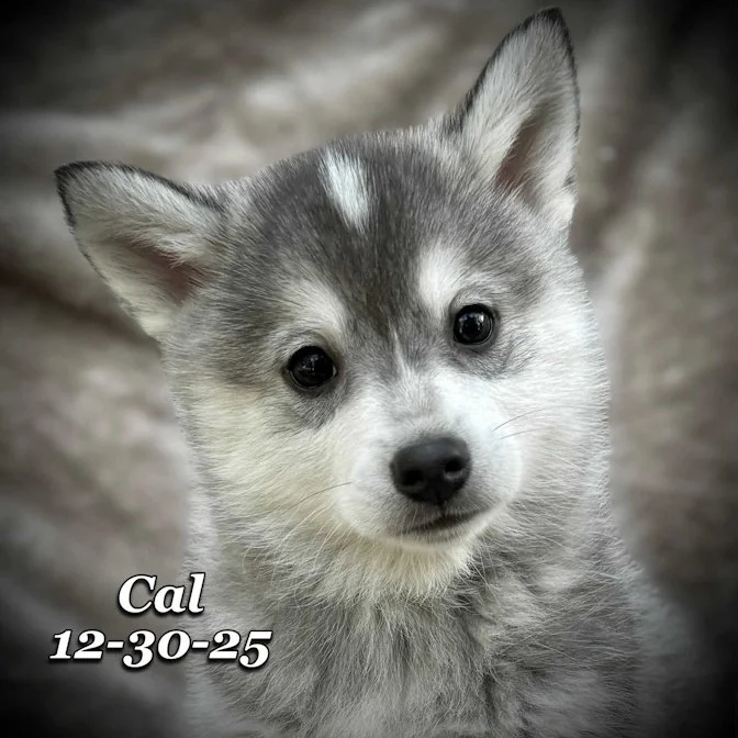 12-30 cal e132f28d-9ce0-4e99-bad3-7c53fd84cb2e.jfif