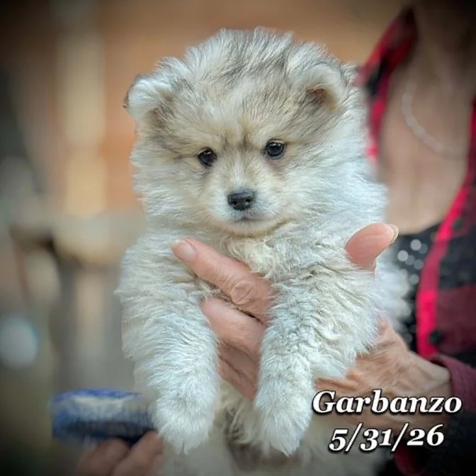 05-31 j garbanzo 8bf5b6f5-068d-4a43-8ef8-a2c2bb4f90e3.jpg