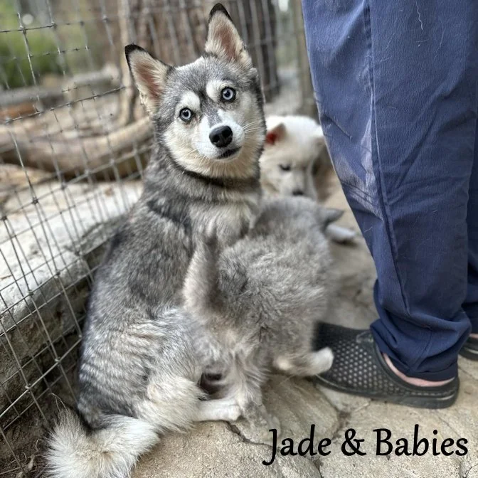 09-02 jade 372338510_276873258539443_1338607756776658838_n.jpg