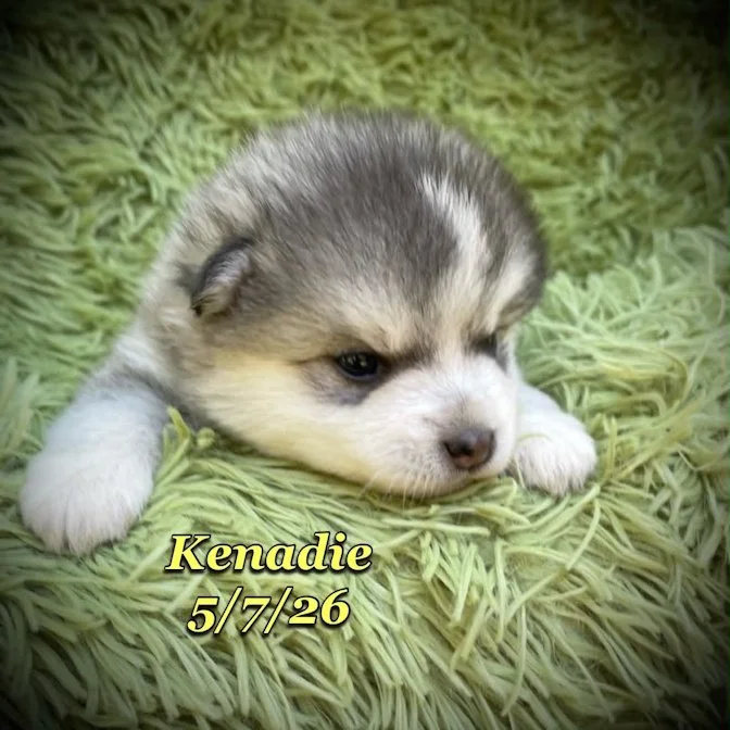 05-07 z kenadie 82de946d-0d7b-4659-ae76-c204d7a3b184.jfif