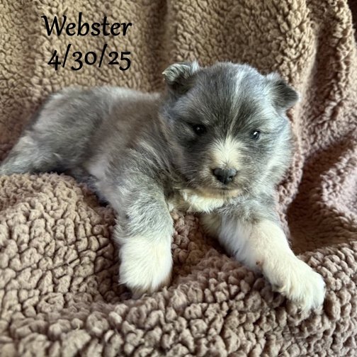 04-30 webster 56de72d4-d2b2-4f24-927a-ab4129c6a632.jpg