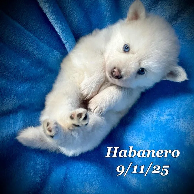 09-11 habanero e4580335-6efe-4ce2-832f-c935a3558ebf.jpg