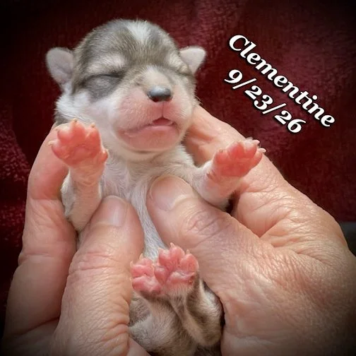 09-23 jd clementine 02.jpg