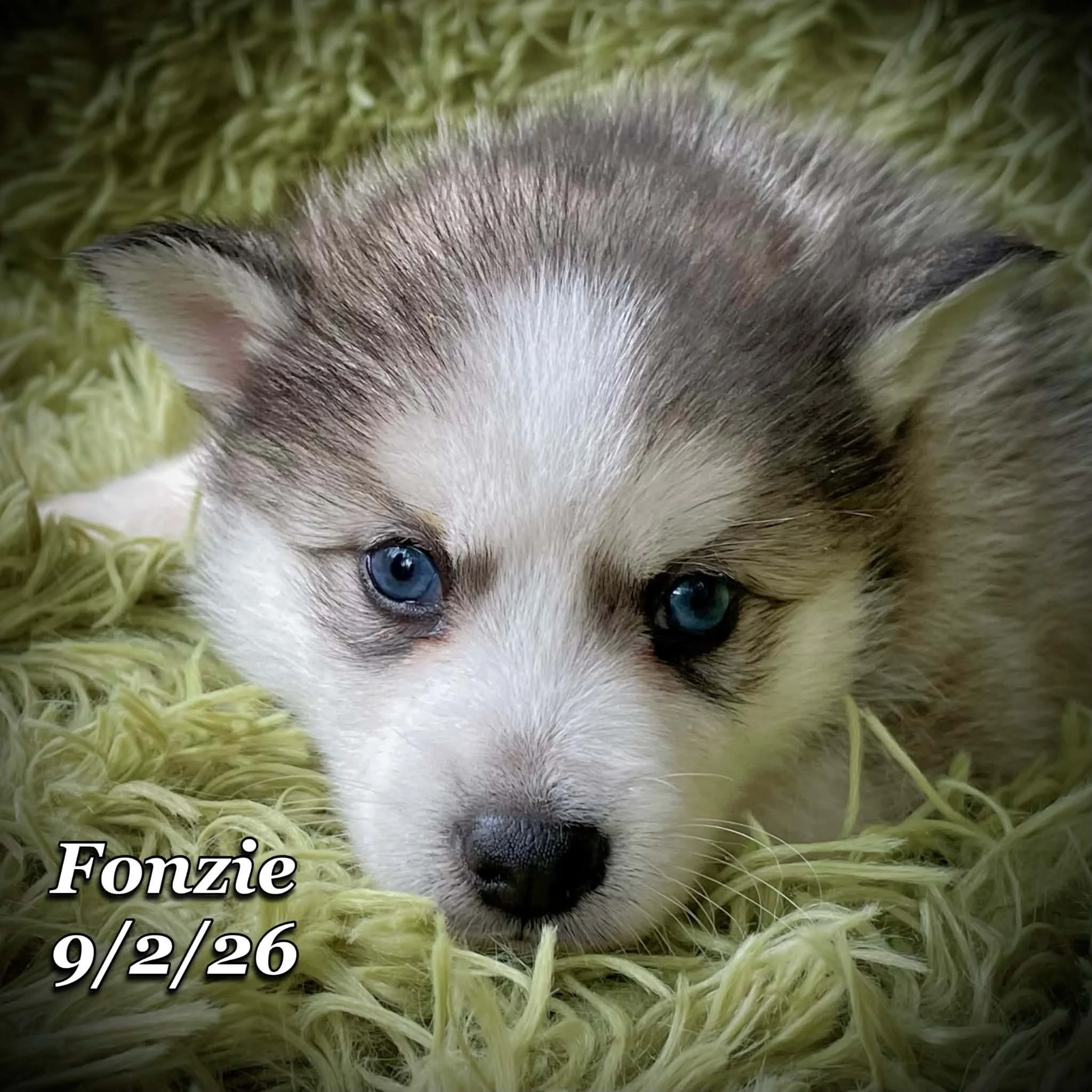 09-02 fonzie 5684168f-18d0-44a5-b498-8d4158499100.jfif
