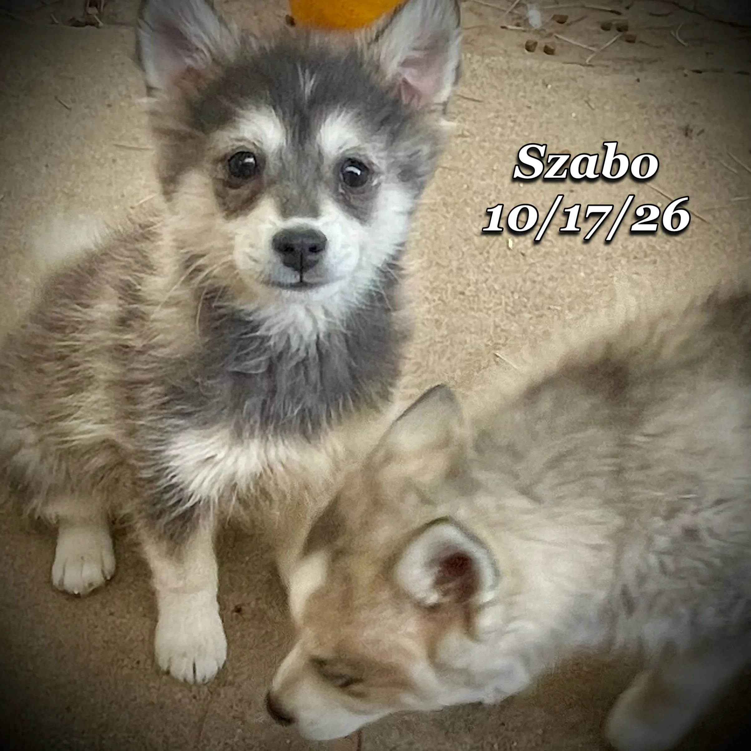 10-17 szabo 03.JPG