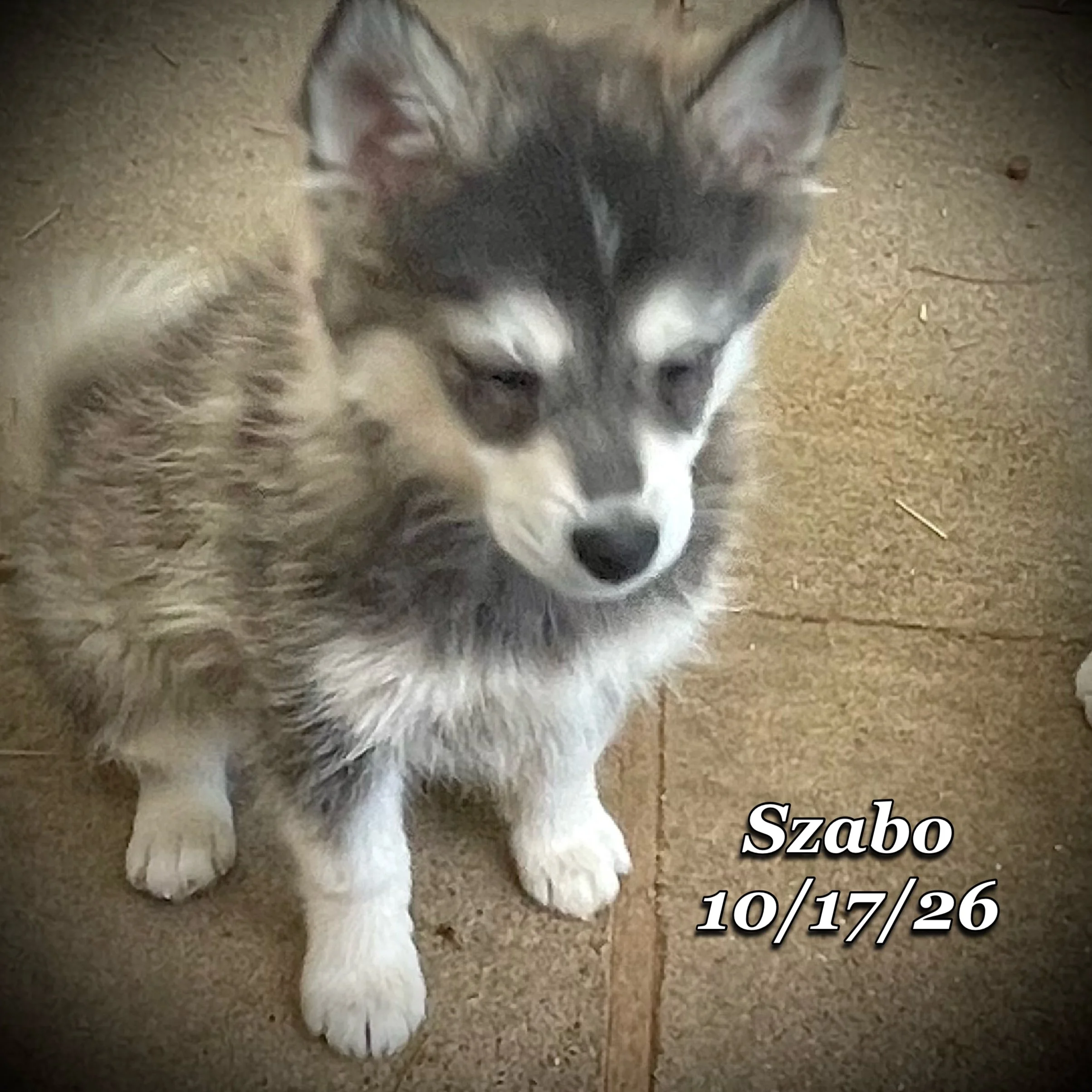 10-17 szabo 01.JPG